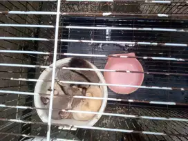 Sugar Glider 5 Ekor