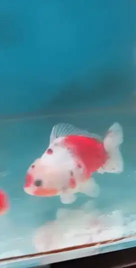 Ikan hias mas koki