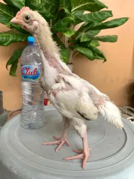 Ayam pelung 1,5 bulanan. Langsung saja lur