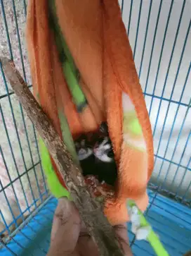 Sugar Glider satu Pasang Jinak