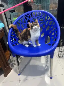 kucing kitten british shorthair betina sudah vaksin