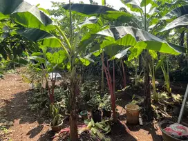 Dijual Tanah Daratan / Kebun Bojong Gede