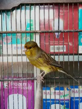 Kenari  ijo botol gacor
