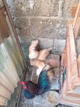 Ayam serama 5 ekor