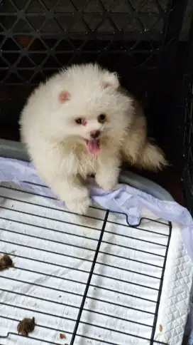 MINIPOM TEACUP PUTIH
