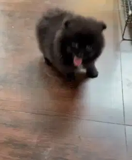 MINIPOM TEACUP HITAM