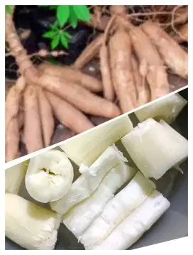 Singkong Meduk fresh 1kg