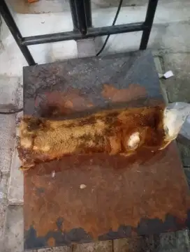 kaki sapi lokal