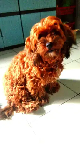 yg mau adopsi poodle umur 11 bln,, bulu lebat kriting coklat gold
