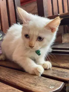 Kitten betina shorthair himalaya redpoint