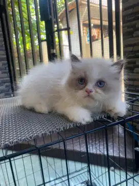 Kitten ragdoll pure