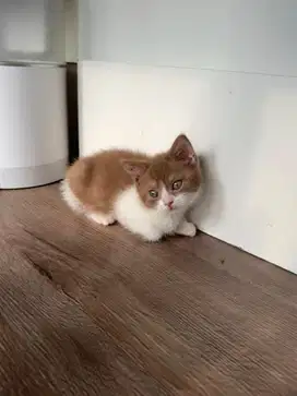 British shorthair mix Scottish Cinnamon Bicolor Betina Kucing Cat bsh