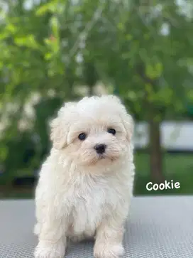 MaltiPoo cakep bangett