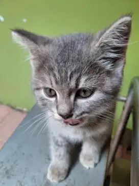 JUAL ANAK KUCING MIXED BSHXPERSIA