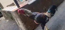 Ayam Shamo eropa x shamo jepang