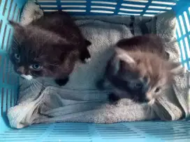 Kitten abu-abu dan hitam