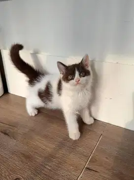 British Shorthair Mix Scottish cinnamon bicolor Jantan Cat Kucing Bsh