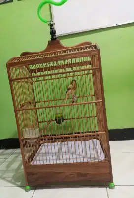 Burung Kenari Af body Big