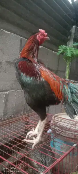 jual ayam bangkok hiasan kandang