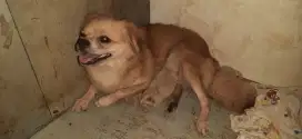Jual cepat anjing mini plus anaknya
