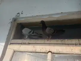 Burung Merpati Sejodoh
