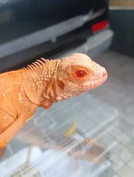 BU Iguana Red Albino (Minus)