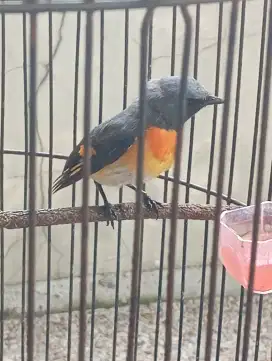 Dijual 1 pasang burung mantenan