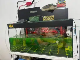 Aquarium Ikan Murah