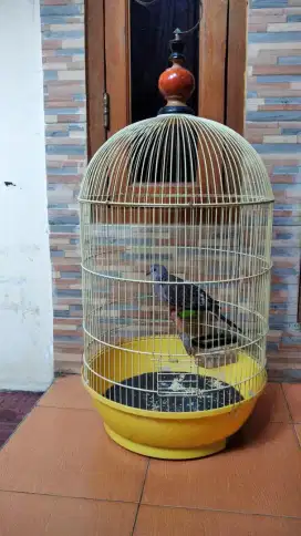 Burung terukur jantan kuk 1