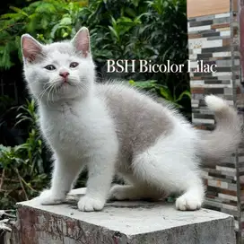 Kucing british shorthair bicolor lilac jantan