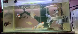 Jual aquarium + ikan