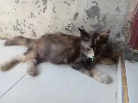 Lepas adopsi, jenis kelamin ( P ) ganti pakan aja