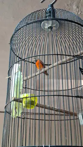 jual burung siskin delute