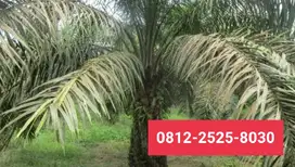 MURAH Tanah kebun 5ha di rengat Indragiri hulu MDM