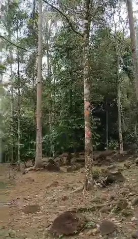 Dijual tanah kebun cengkeh produktif, 4 Ha, 2 ton/panen, 600 juta