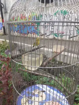 Burung pleci dakun udh bunyi fulset