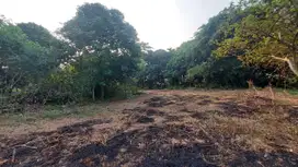 Kavling Siap bangun area Cileungsi SHM Pecah per-unit, hanya 1jt-an