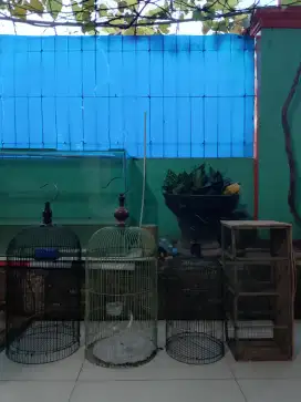 1 burung 4 kandang