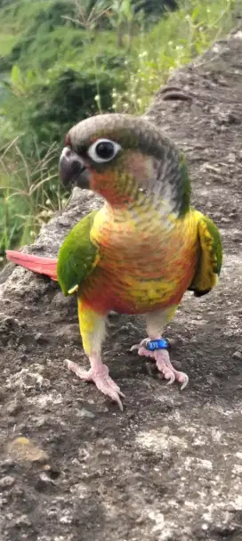 Small conure ysc yellow sided conure ff