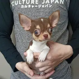 Jual Chihuahua Betina