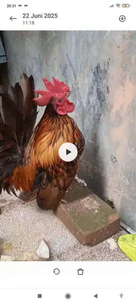 Ayam Kate ori warna batik