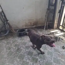 Anjing ras pitbul betina