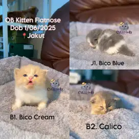 Flatnose Bigbone Persia Flat Nose Big bone kitten