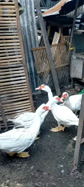 BEBEK ENTOK JUMBO
