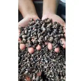 KELOMANG BABY (RP10.000 = 15 PIECES)