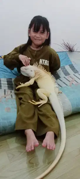 Iguana albino jumbo