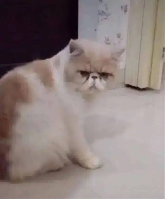 Kucing Persia Peaknose Extreem