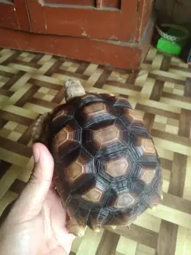 Sulcata 16 cm Sehat