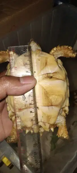 Kura2 darat sulcata 2 ekor
