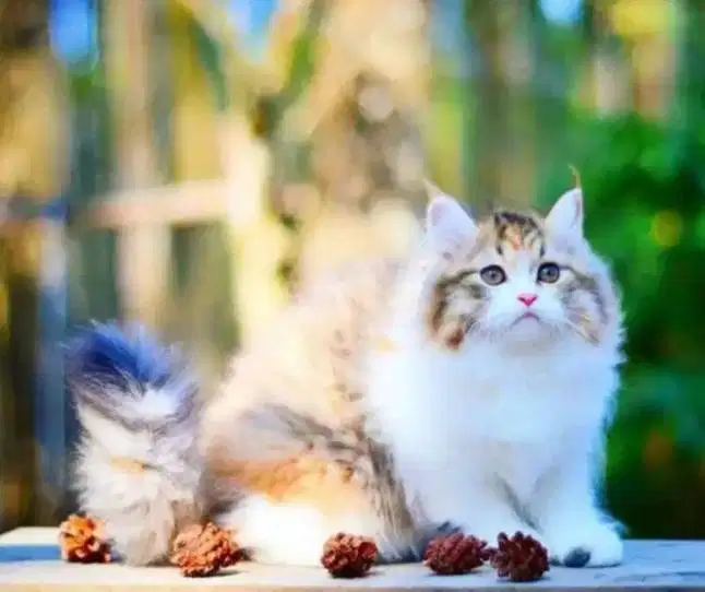 Kucing Persia Betina Calico